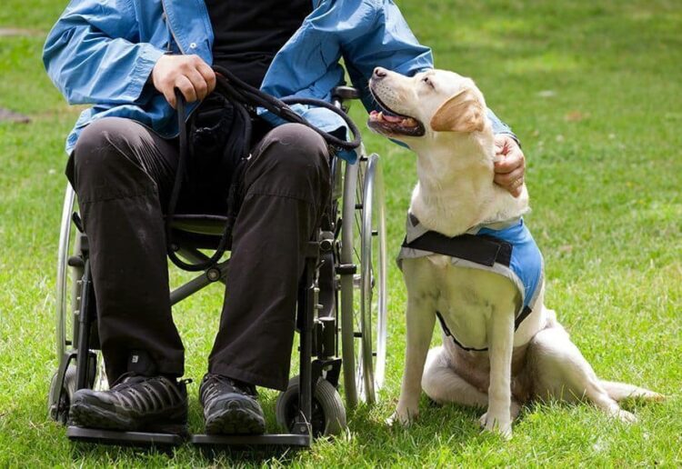 Labrador guide dog and his disabled owner on green grass.