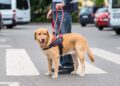 Los perros de asistencia son esenciales en la vida de muchas personas con discapacidad