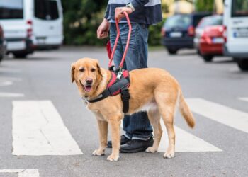 Los perros de asistencia son esenciales en la vida de muchas personas con discapacidad