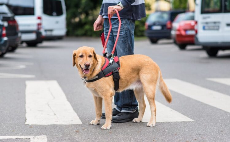 Los perros de asistencia son esenciales en la vida de muchas personas con discapacidad