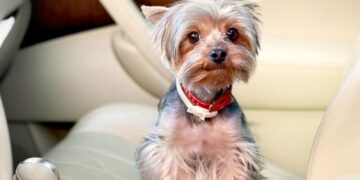 Así debes llevar a tu perro en coche para evitar multas