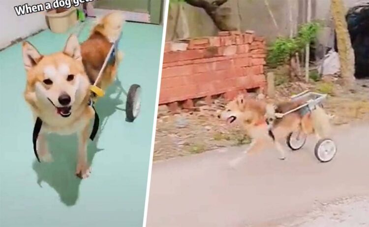 perro con discapacidad silla de ruedas