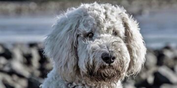 Los perros de agua se utilizan como terapia de ayuda para los niños con discapacidad