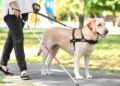 Perro de asistencia junto a una persona con discapacidad