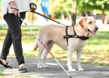 Perro de asistencia junto a una persona con discapacidad