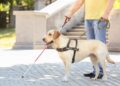 Perro de asistencia acompaña a una persona con discapacidad visual