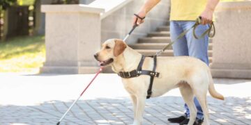 Perro de asistencia acompaña a una persona con discapacidad visual