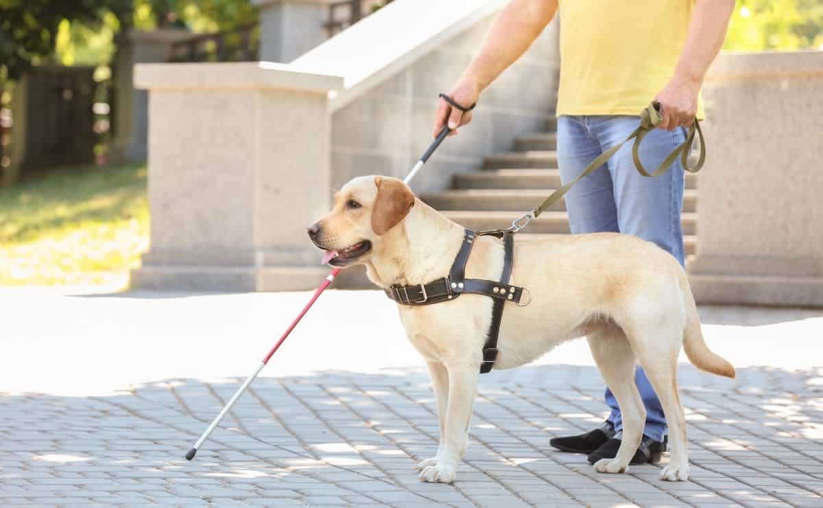 Perro de asistencia acompaña a una persona con discapacidad visual