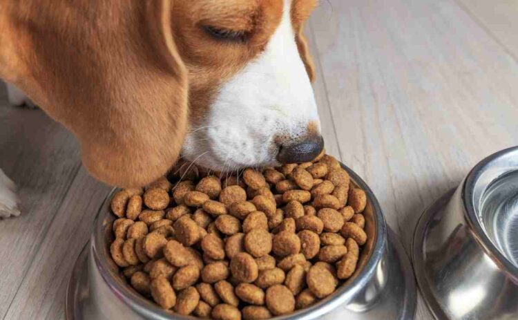 Este es el tiempo que tarda un perro en hacer la digestión