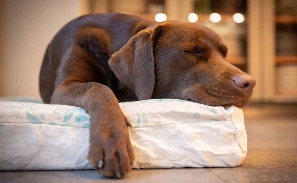 Estas son las razones por la que los perros rascan la cama antes de dormir 