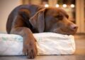 Estas son las razones por la que los perros rascan la cama antes de dormir