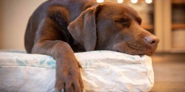 Estas son las razones por la que los perros rascan la cama antes de dormir 