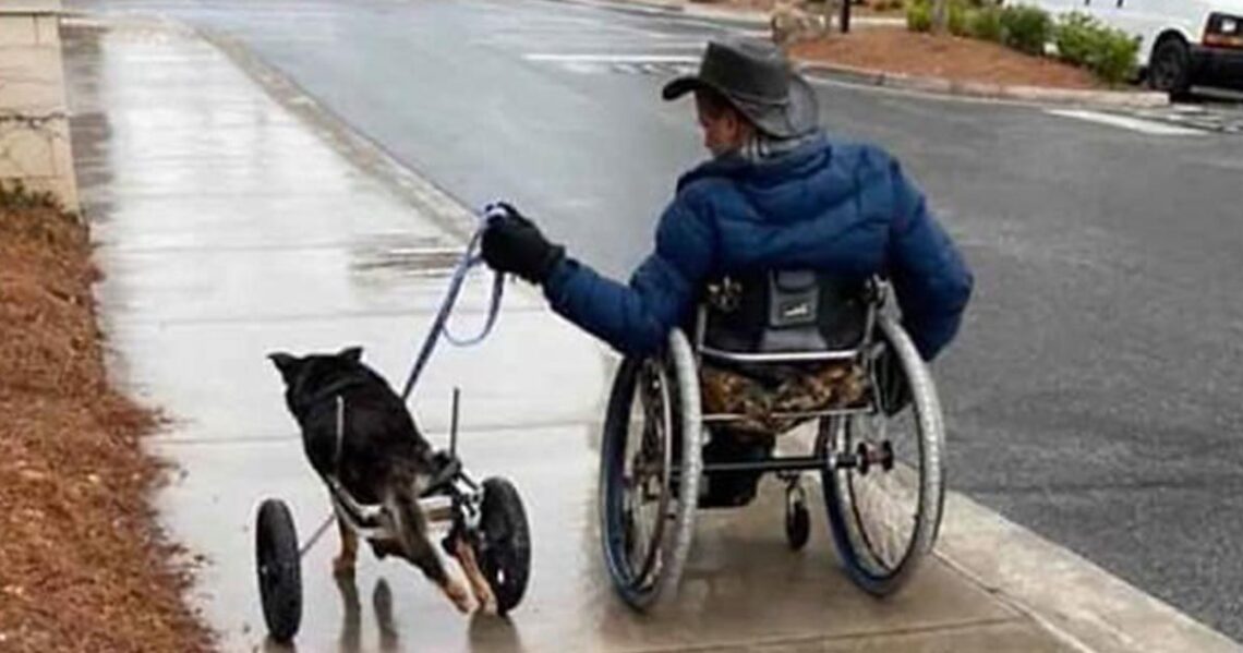 Perro en silla de ruedas junto a su dueño
