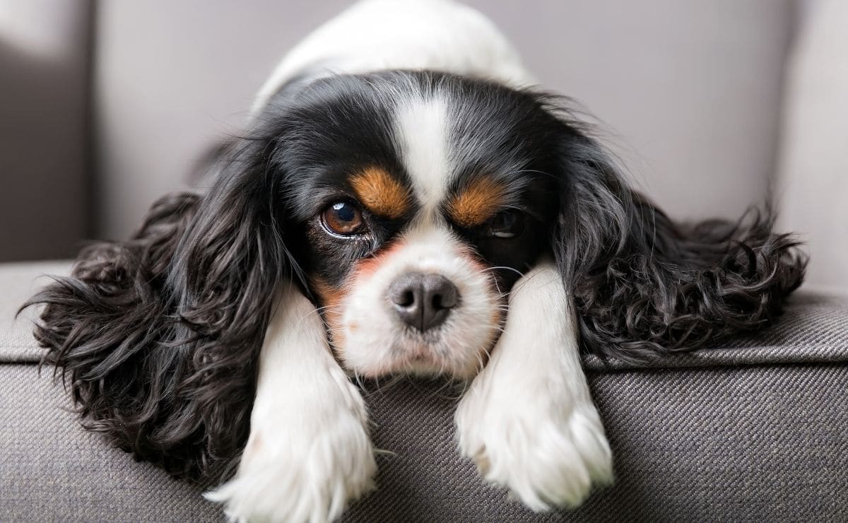 Estas son las 7 enfermedades más comunes en perros
