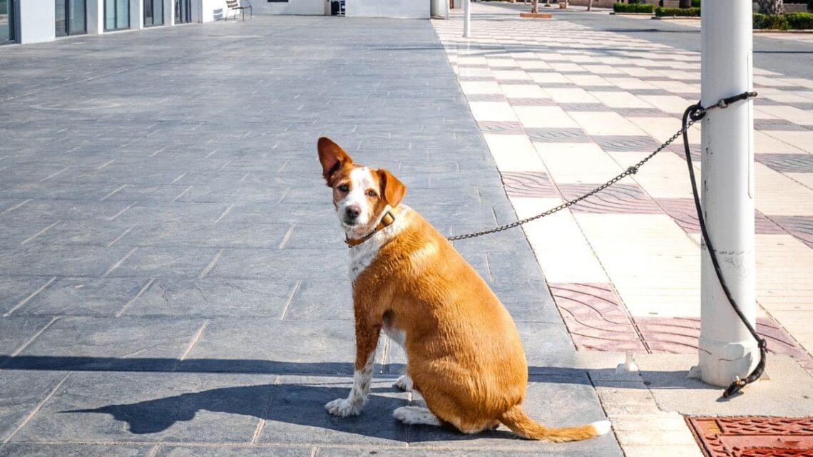 Ley de Bienestar Animal: multa por dejar perros atados