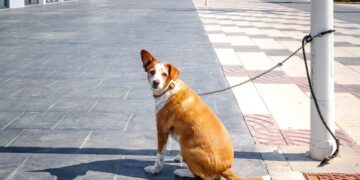 Ley de Bienestar Animal: multa por dejar perros atados