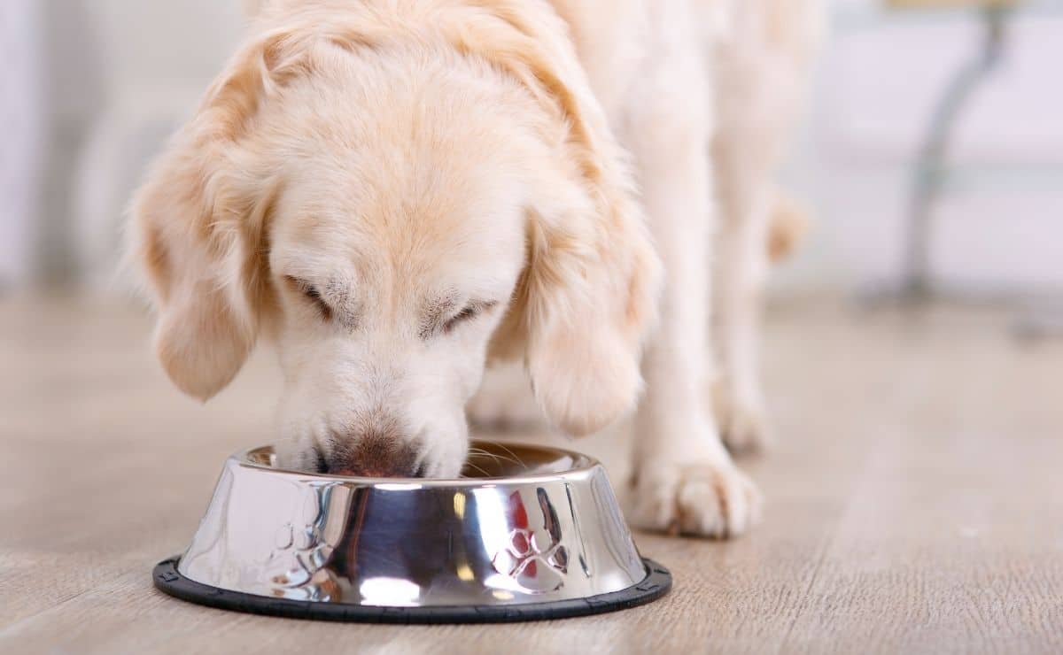 perro mascota dar comer consejo recomendaciones domesticar adiestrar