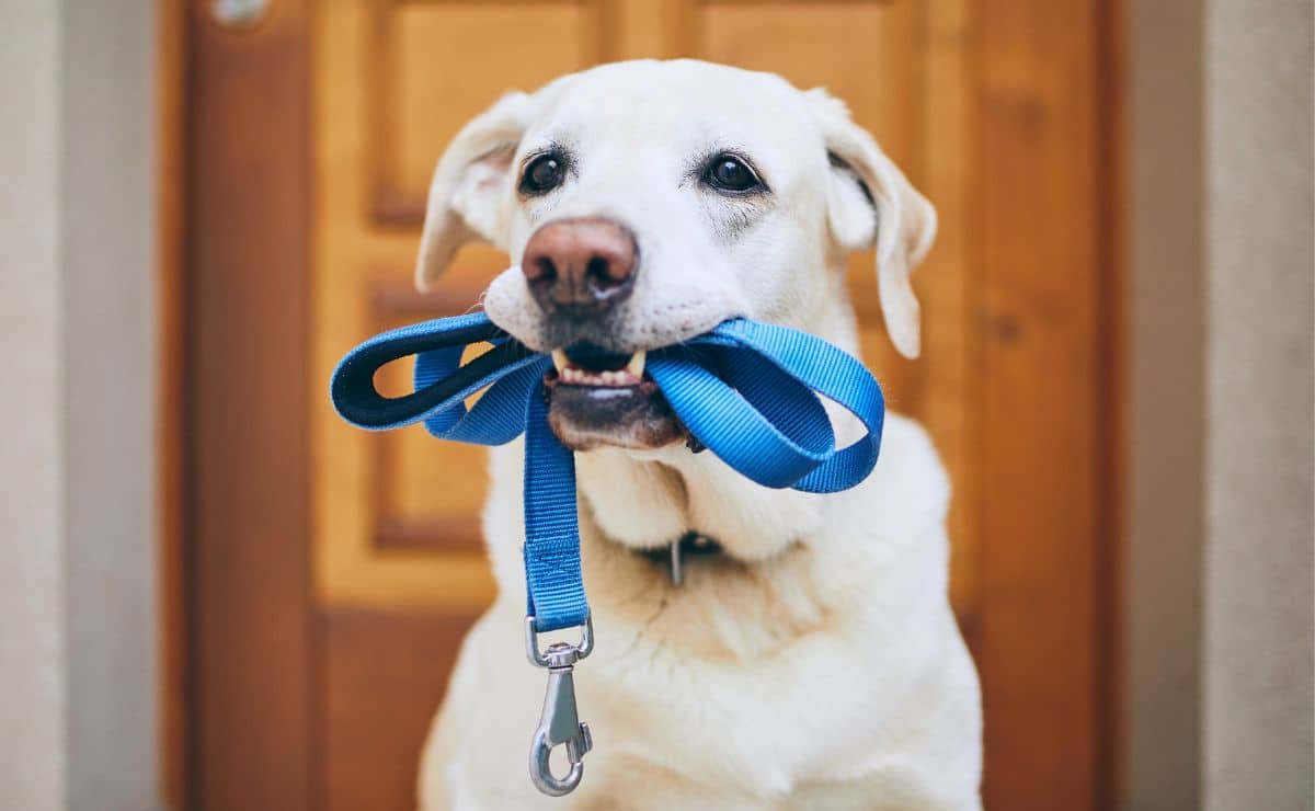 perro mascota pasear caminar dueño familia hogar