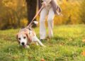El truco infalible para que tu perro no tire de la correa al salir de paseo