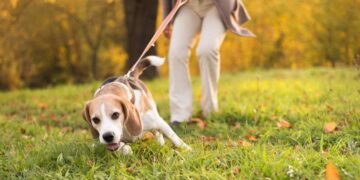 El truco infalible para que tu perro no tire de la correa al salir de paseo
