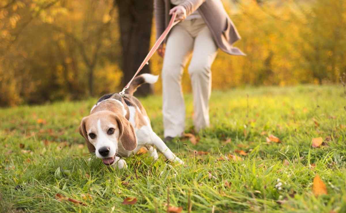 El truco infalible para que tu perro no tire de la correa al salir de paseo