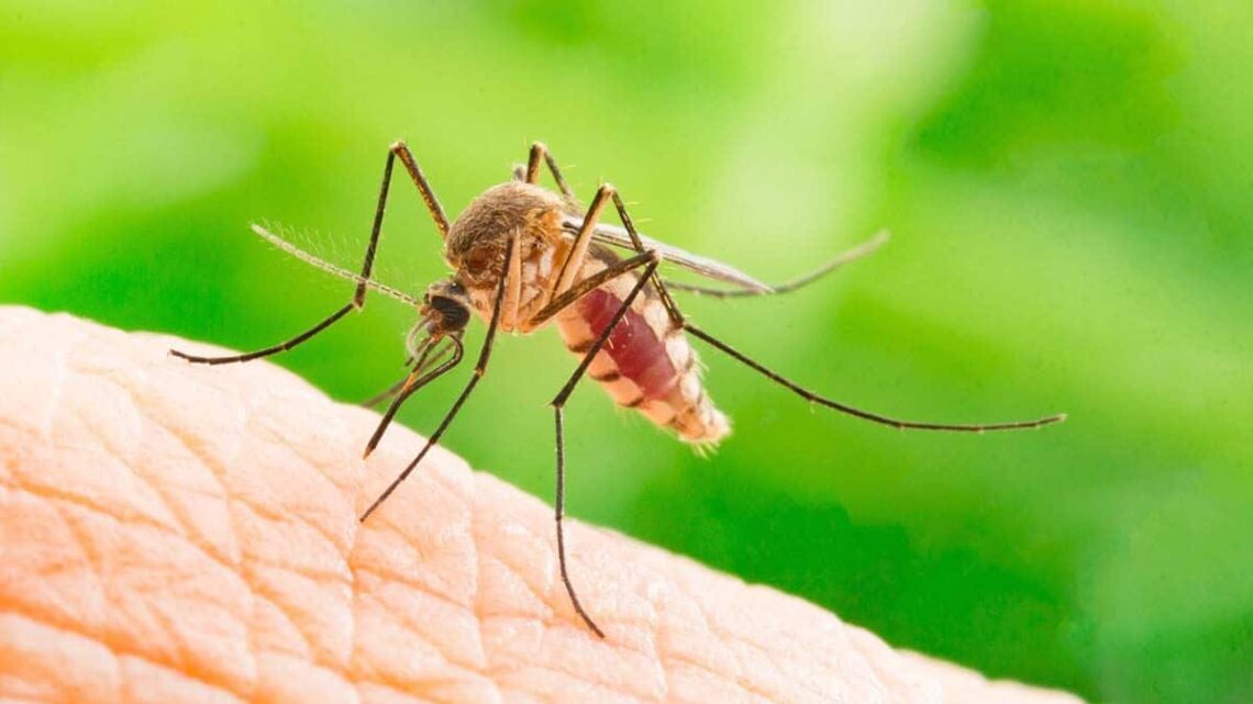 picadura de mosquito dengue culicidae