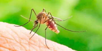 picadura de mosquito dengue culicidae