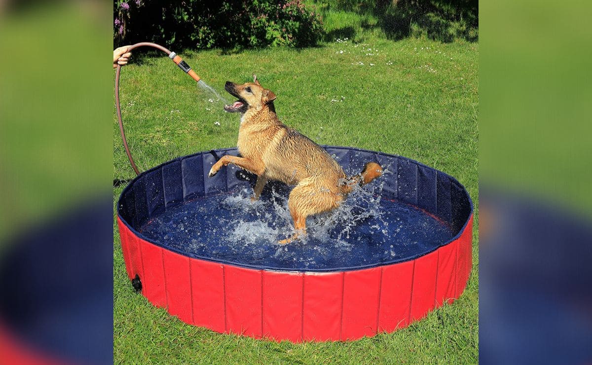 Es importante elegir bien el tamaño de la piscina para nuestro perro