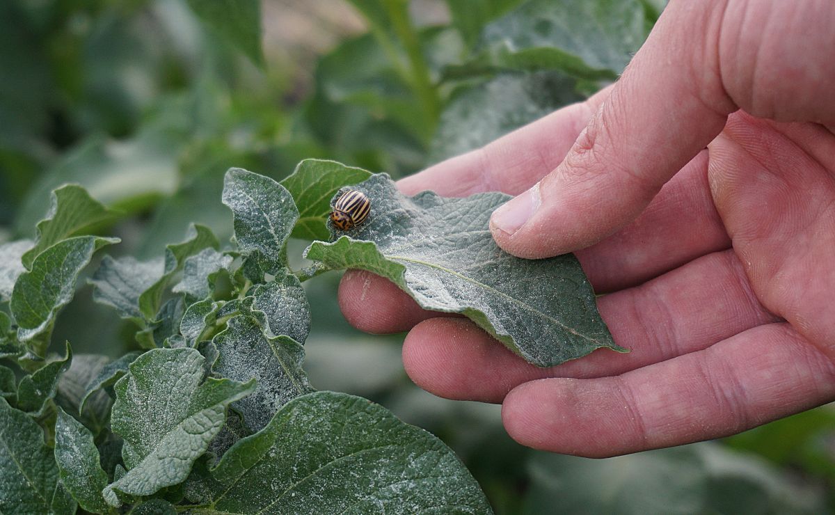 plaga agrícola campo insecto planta bichos desinfectar