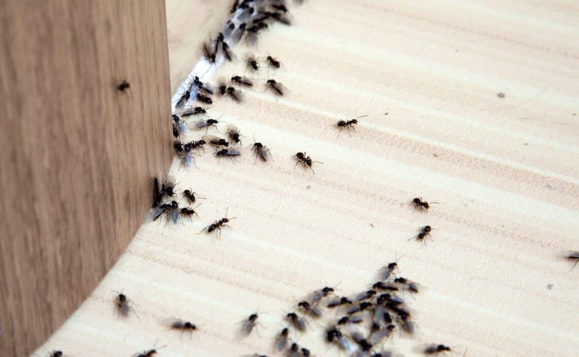 5 remedios para eliminar las plagas de hormigas de forma natural