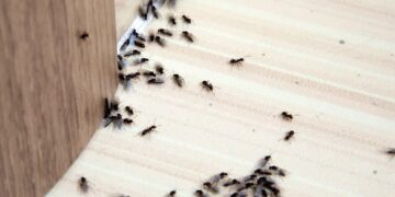 5 remedios para eliminar las plagas de hormigas de forma natural