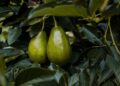 Planta de aguacate