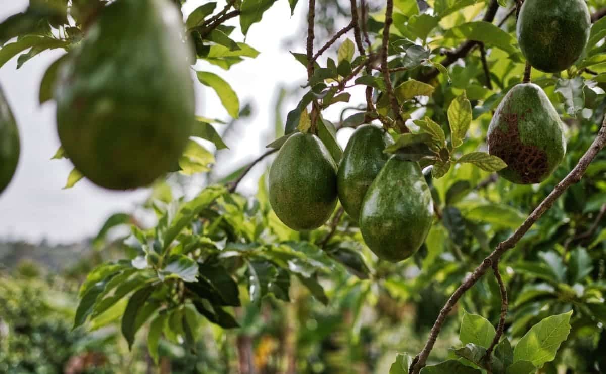 Planta de aguacate