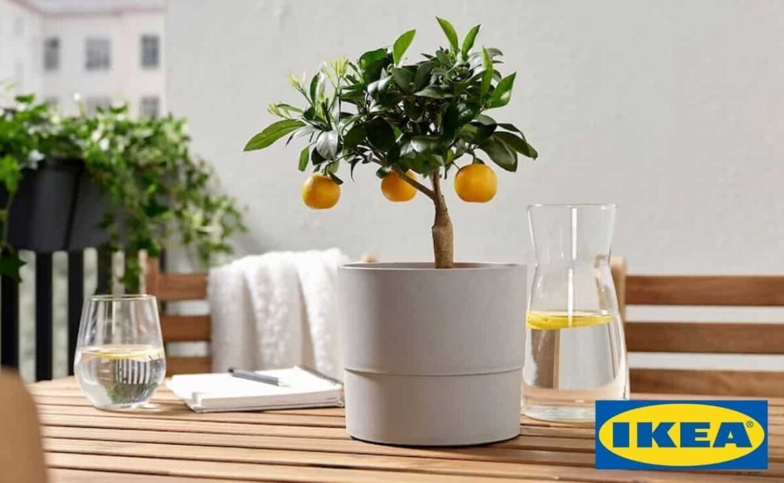 Planta CITRUS de Ikea