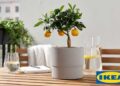 Planta CITRUS de Ikea