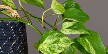 El ingrediente más eficaz contra los hongos del poto