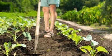 Verduras que puedes sembrar en junio en tu huerto