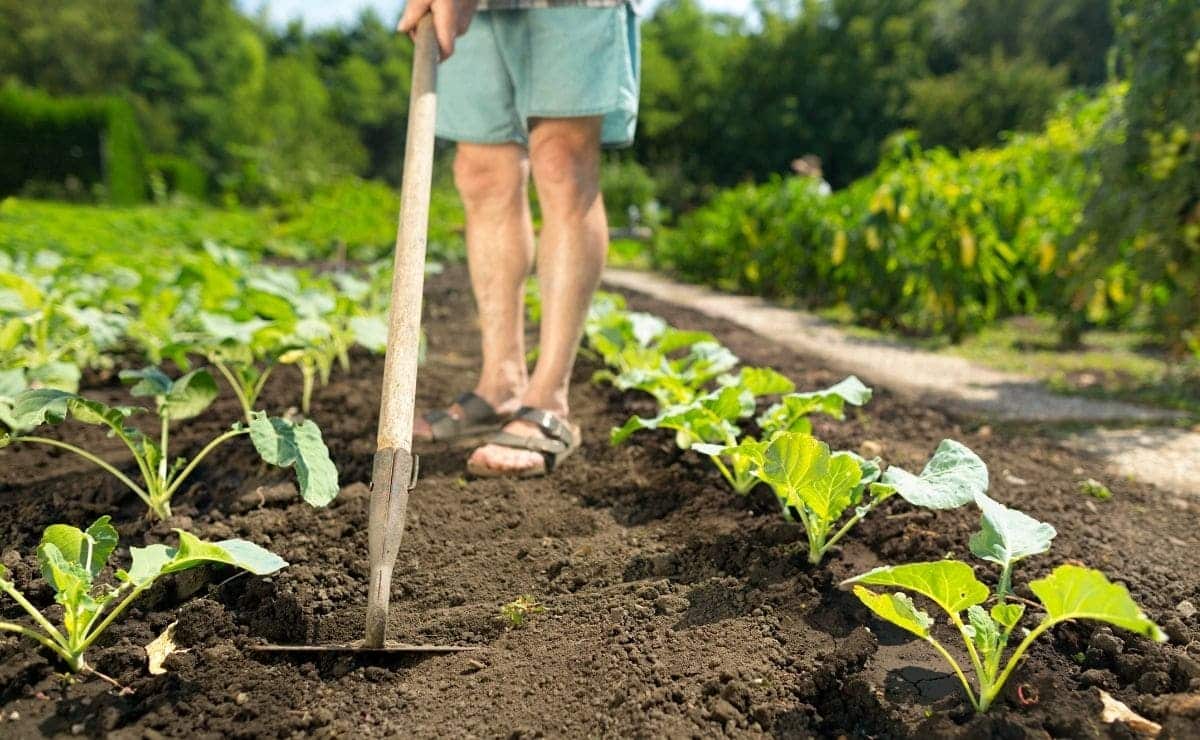 Verduras que puedes sembrar en junio en tu huerto
