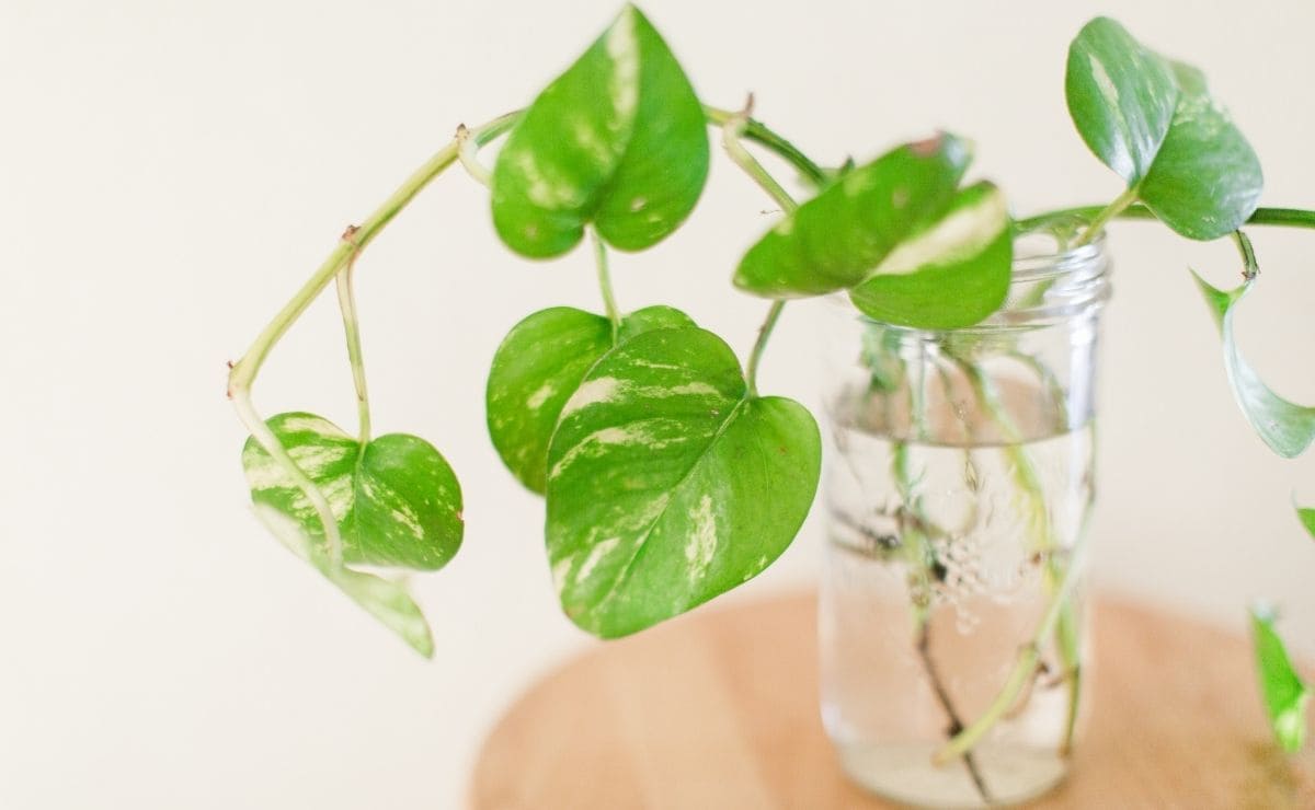Cuidados para la planta del poto