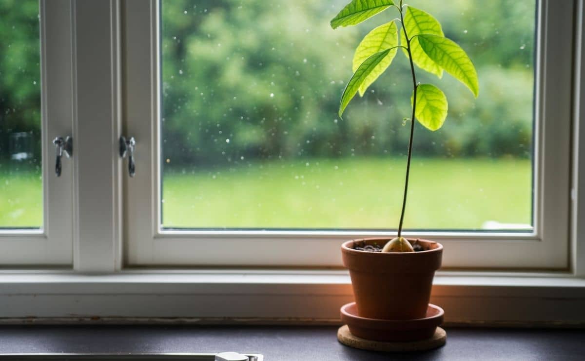 plantar aguacate planta semilla árbol trucos remedios caseros