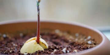 plantar aguacate planta semilla árbol trucos remedios caseros
