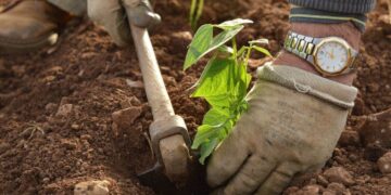 Calendario del Huerto 2022: plantas que puedes sembrar en julio
