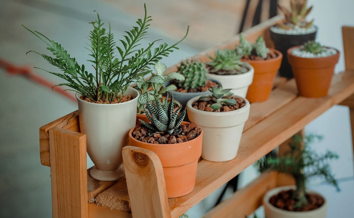 Las plantas de interior más resistentes para el hogar