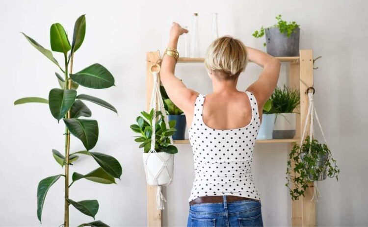 Plantas que traen buena suerte para tu hogar