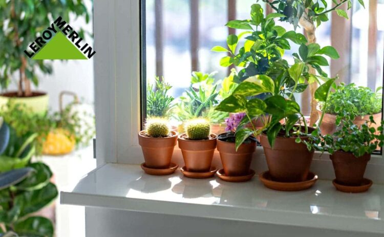 Plantas de interior en Leroy Merlin