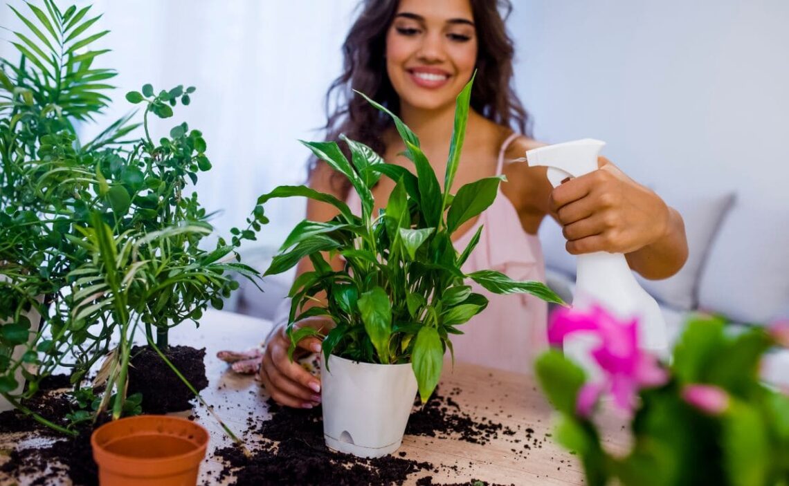 Estas son las plantas que eliminan el moho del hogar