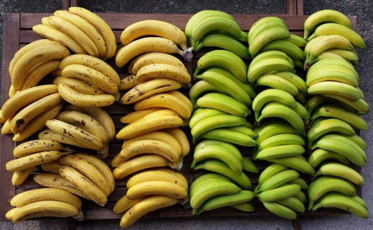 platano banana diferencias