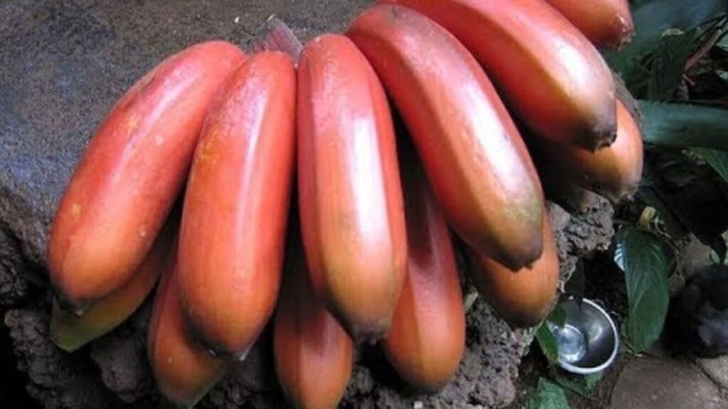 Así es el plátano rojo, una fruta exótica que ya puedes encontrar en el supermercado