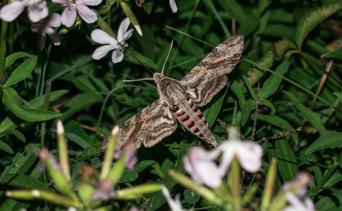 polilla plaga verano hogar higiene insectos bichos