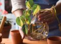 El ingrediente más eficaz contra los hongos del poto